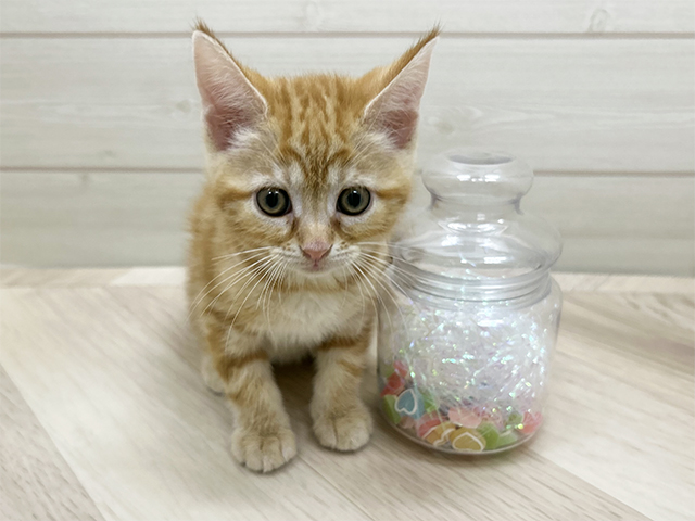 アメリカンショートヘアー, 性別 女の子, 誕生日 2025/08/27, 毛色 レッドタビー, 出身 東京都, 店舗 ららぽーと門真店(大阪府), お問い合わせ番号 2506864