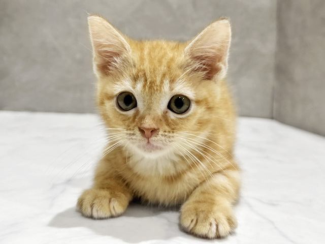 アメリカンショートヘアー, 性別 男の子, 誕生日 2025/08/27, 毛色 レッドタビー, 出身 東京都, 店舗 中野店(東京都), お問い合わせ番号 2506865