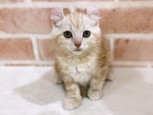 アメリカンカール