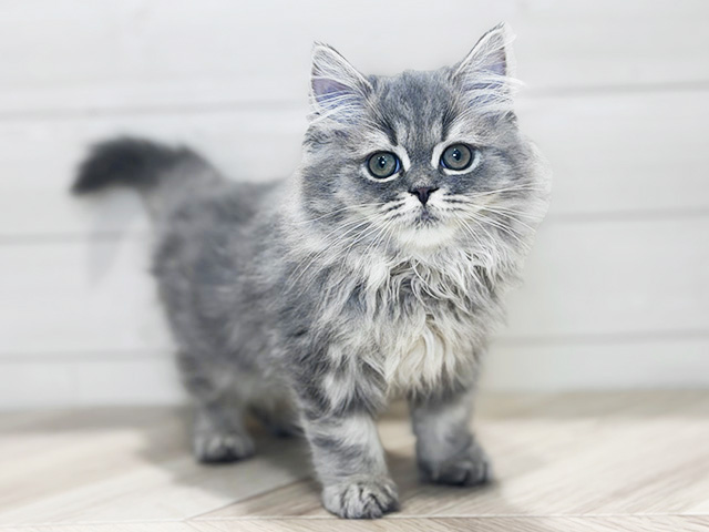 東京都のラガマフィン (ペッツファースト吉祥寺本店/2025年8月27日生まれ/男の子/ブルータビー)の子猫