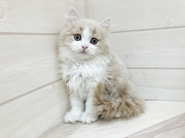 福岡県のラガマフィン (ペッツファースト福岡天神店(c)/2025年8月28日生まれ/男の子/クリームタビーホワイト)の子猫