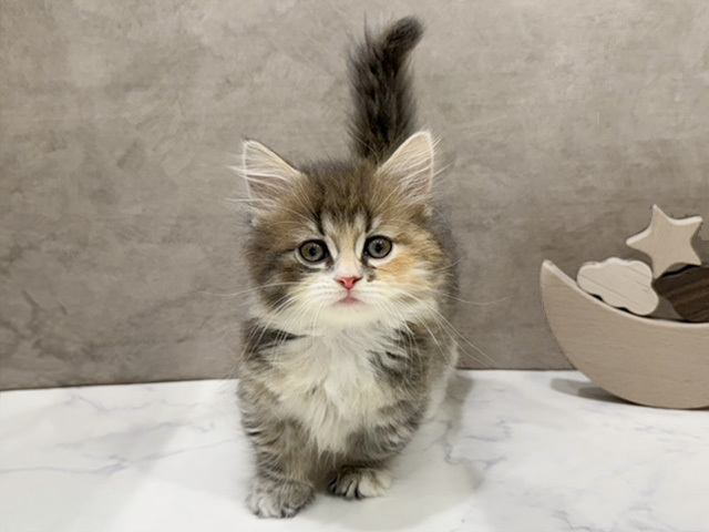 京都府のミヌエット (ペッツファースト京都四条河原町店/2025年8月28日生まれ/女の子/ブルーパッチドタビーホワイト)の子猫の1枚目の画像