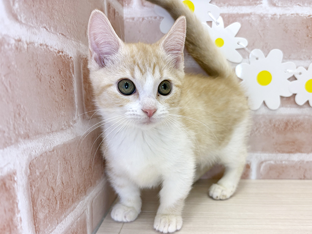 鹿児島県のマンチカン (ペッツファースト鹿児島店/2025年8月26日生まれ/女の子/クリームタビーホワイト)の子猫