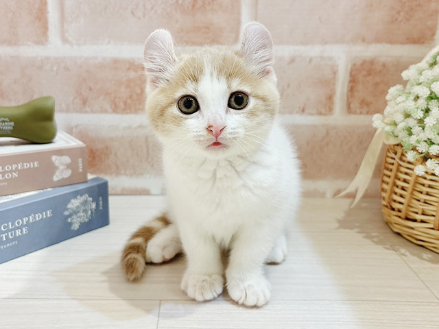 アメリカンカール