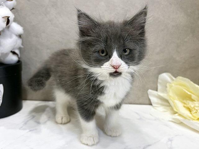 愛知県のノルウェージャンフォレストキャット (ペッツファースト名古屋栄店/2025年8月29日生まれ/男の子/ブルータビーホワイト)の子猫
