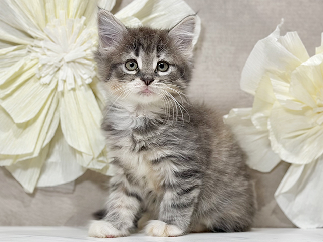 ノルウェージャンフォレストキャット