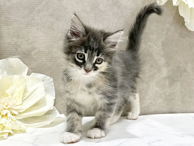 東京都のノルウェージャンフォレストキャット (ペッツファースト新宿店/2025年8月29日生まれ/女の子/ブルーパッチドタビーホワイト)の子猫