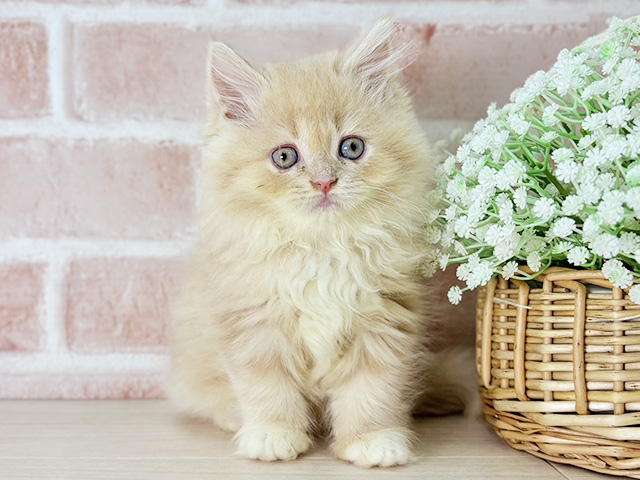 京都府のラガマフィン (ペッツファースト京都店/2025年8月29日生まれ/女の子/クリームタビーホワイト)の子猫の1枚目の画像