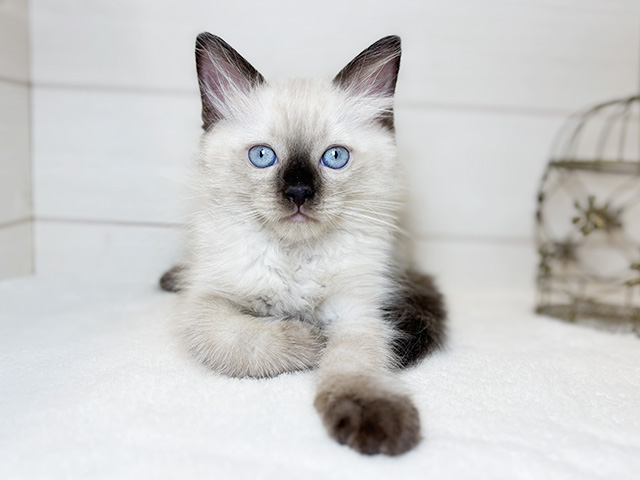 東京都のラグドール (ペッツファースト麻布十番店/2025年8月26日生まれ/男の子/シールポイント)の子猫の1枚目の画像