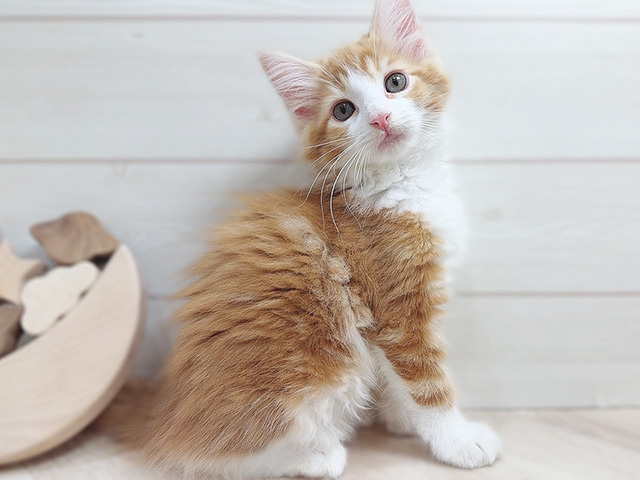 兵庫県のメインクーン (ペッツファースト神戸元町店/2025年8月25日生まれ/女の子/レッドタビーホワイト)の子猫の1枚目の画像