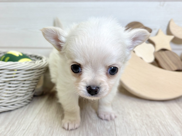 愛知県のチワワ(ロング) (ペッツファースト大高店/2025年9月4日生まれ/男の子/クリーム)の子犬の1枚目の画像