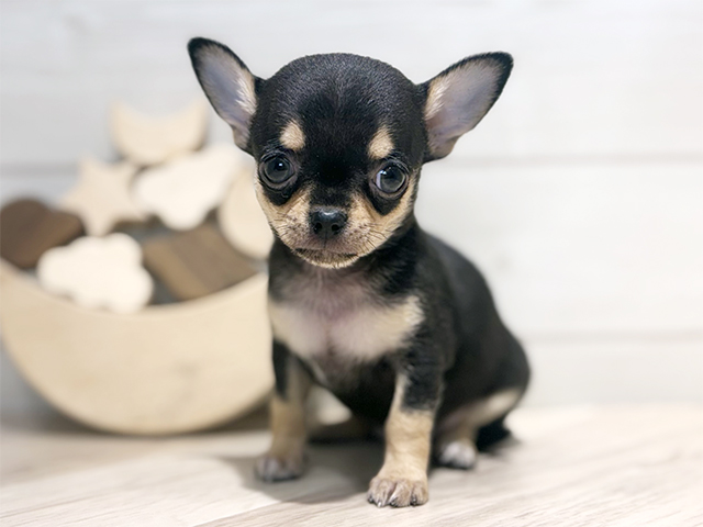 東京都のチワワ(スムース) (ペッツファースト吉祥寺本店/2025年9月4日生まれ/女の子/ブラックタン)の子犬