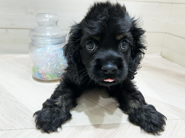 大阪府のアメリカンコッカースパニエル (ペッツファーストららぽーと門真店/2025年9月4日生まれ/男の子/ブラック)の子犬の1枚目の画像