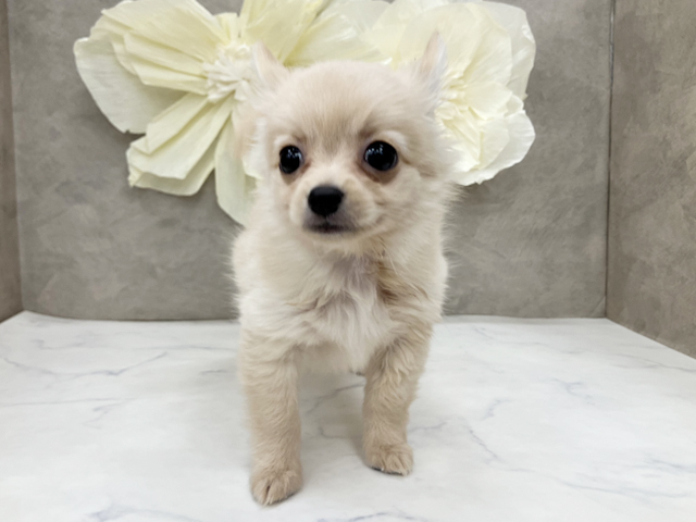 神奈川県のポメチワ/チワポメ/ポメチー(ポメラニアン×チワワ) (ペッツファースト久里浜店/2025年8月31日生まれ/男の子/クリーム)の子犬の1枚目の画像