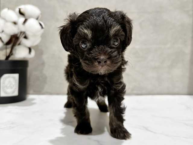 東京都のチワプー/プーチー(チワワ×プードル) (ペッツファースト中野店/2025年9月4日生まれ/男の子/チョコレートタンホワイト)の子犬の1枚目の画像