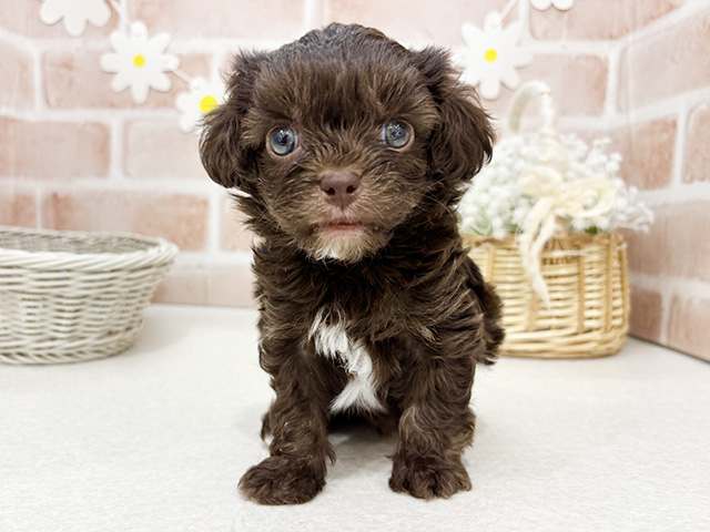 東京都のチワプー/プーチー(チワワ×プードル) (ペッツファーストお台場店/2025年9月4日生まれ/男の子/チョコレートホワイト)の子犬の1枚目の画像