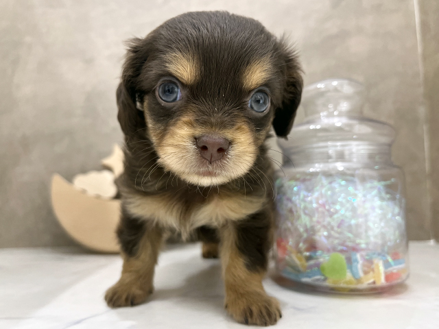 京都府のチワックス(チワワ×ダックス) (ペッツファースト京都四条河原町店/2025年9月3日生まれ/女の子/チョコレートクリーム)の子犬の1枚目の画像