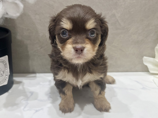 愛知県のチワックス(チワワ×ダックス) (ペッツファースト名古屋栄店/2025年9月3日生まれ/女の子/チョコレートクリーム)の子犬の1枚目の画像
