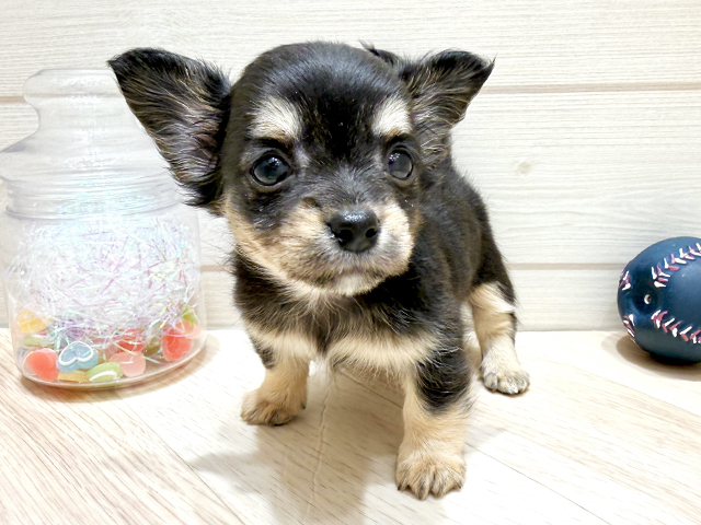 広島県のチワックス(チワワ×ダックス) (ペッツファースト広島府中店/2025年9月4日生まれ/女の子/ブラッククリーム)の子犬