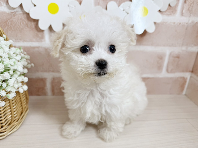静岡県のボロニーズ (ペッツファースト富士南店/2025年8月25日生まれ/男の子/ホワイト)の子犬の1枚目の画像