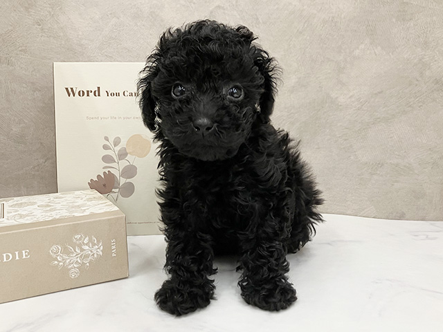 奈良県のトイプードル(トイ) (ペッツファースト橿原店/2025年8月26日生まれ/女の子/ブラック)の子犬の1枚目の画像