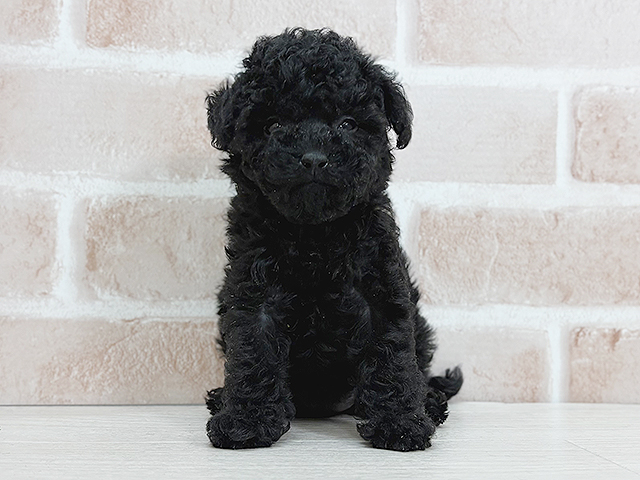 埼玉県のトイプードル(トイ) (ペッツファーストさいたま新都心店/2025年8月26日生まれ/女の子/ブラック)の子犬