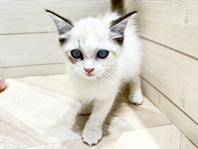 広島県のラグドール (ペッツファースト広島府中店/2025年8月25日生まれ/女の子/シールポイントバイカラー)の子猫の1枚目の画像