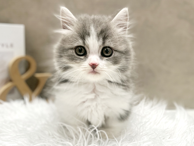 東京都のミヌエット (ペッツファースト青山店/2025年9月5日生まれ/男の子/ブルータビーホワイト)の子猫の1枚目の画像