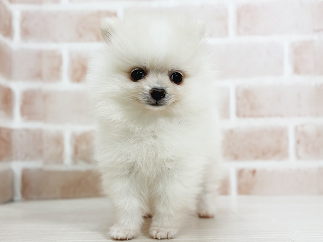 埼玉県のポメラニアン (ペッツファーストさいたま新都心店/2025年9月5日生まれ/男の子/クリーム)の子犬の1枚目の画像