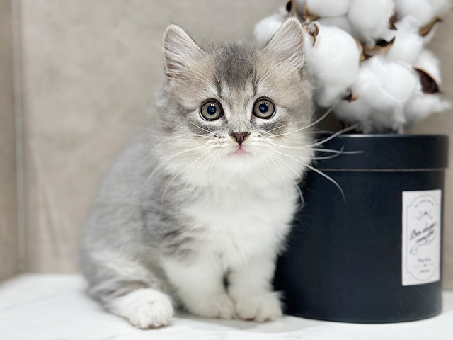 東京都のマンチカン (ペッツファースト代官山店/2025年9月5日生まれ/男の子/ブルータビーホワイト)の子猫