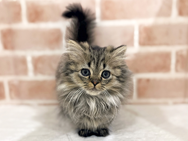 神奈川県のミヌエット (ペッツファーストfor cats横浜元町店/2025年9月5日生まれ/男の子/ブラウンタビー)の子猫の1枚目の画像