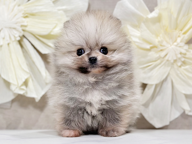 東京都のポメラニアン (ペッツファースト原宿店/2025年9月2日生まれ/女の子/クリームセーブル)の子犬の1枚目の画像
