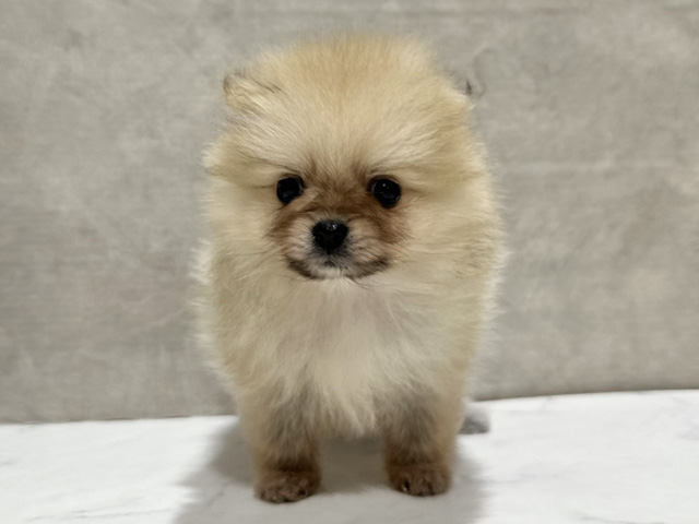 ポメラニアン