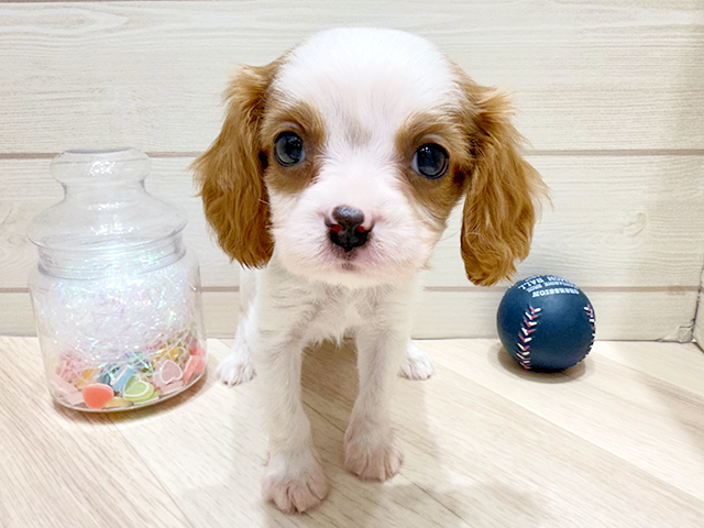 広島県のキャバリアキングチャールズスパニエル (ペッツファースト広島府中店/2025年9月5日生まれ/男の子/ブレンハイム)の子犬