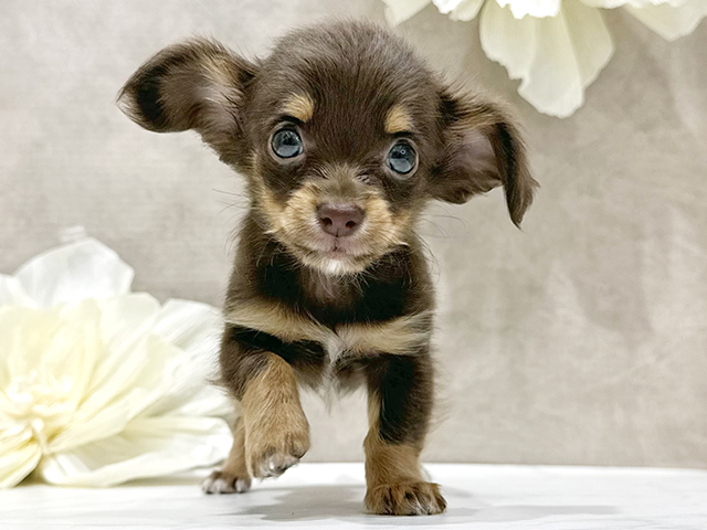 東京都のチワックス(チワワ×ダックス) (ペッツファースト新宿店/2025年9月5日生まれ/女の子/チョコレートタンホワイト)の子犬