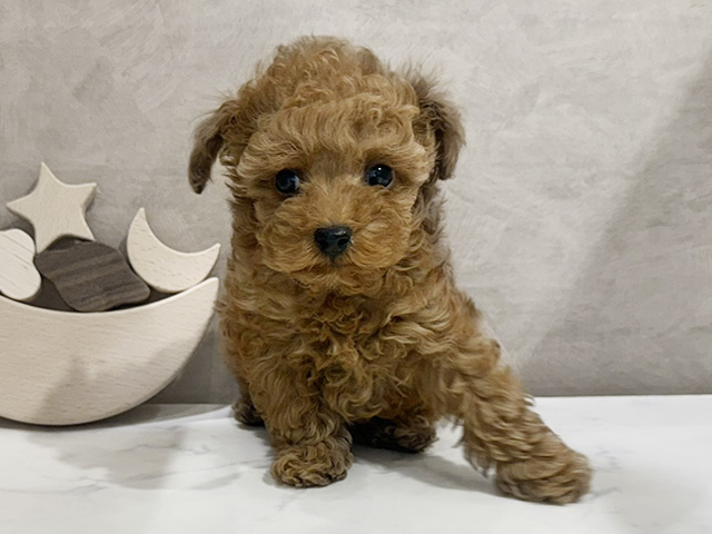 京都府のトイプードル(タイニー) (ペッツファースト京都四条河原町店/2025年9月5日生まれ/男の子/レッド)の子犬の1枚目の画像