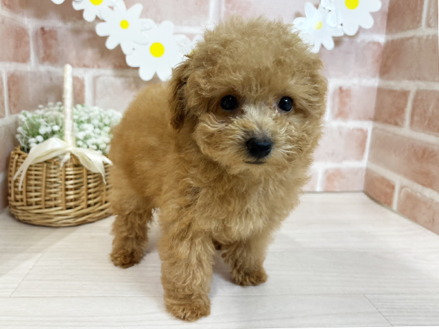 埼玉県のトイプードル(トイ) (ペッツファースト入間店/2025年9月5日生まれ/男の子/アプリコット)の子犬の1枚目の画像