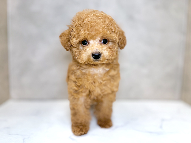 埼玉県のトイプードル(トイ) (ペッツファーストPETEMOレイクタウンmori店/2025年9月5日生まれ/女の子/アプリコット)の子犬の1枚目の画像