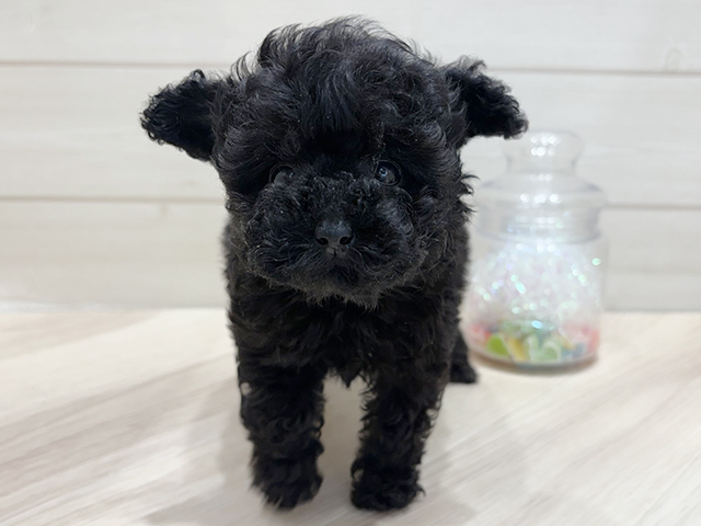 大阪府のトイプードル(ティーカップ) (ペッツファーストららぽーと門真店/2025年9月5日生まれ/女の子/ブラック)の子犬の1枚目の画像