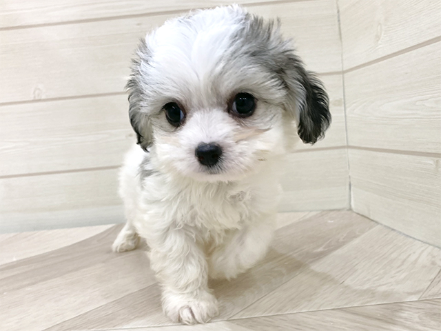 ビションフリーゼミックス