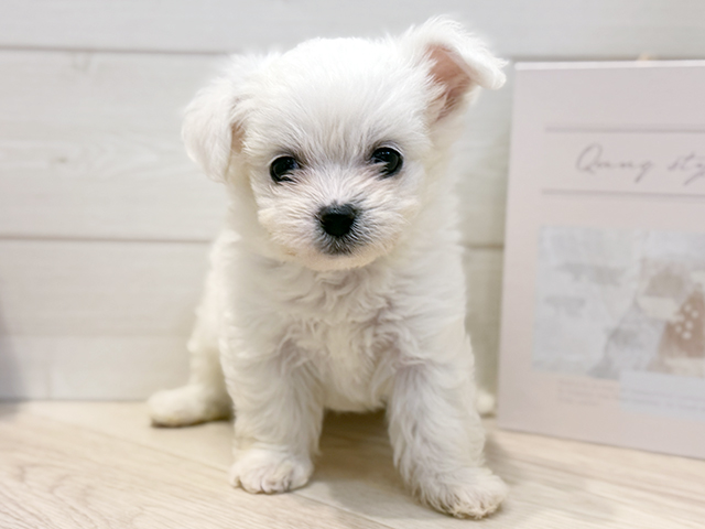 ビションフリーゼミックス