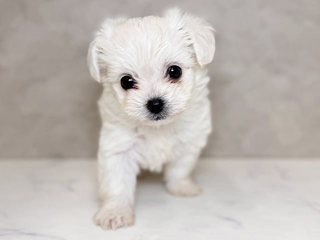 ビションフリーゼミックス