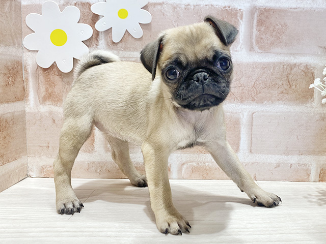 福岡県のパグ (ペッツファースト筑紫野店/2025年9月5日生まれ/女の子/フォーン)の子犬