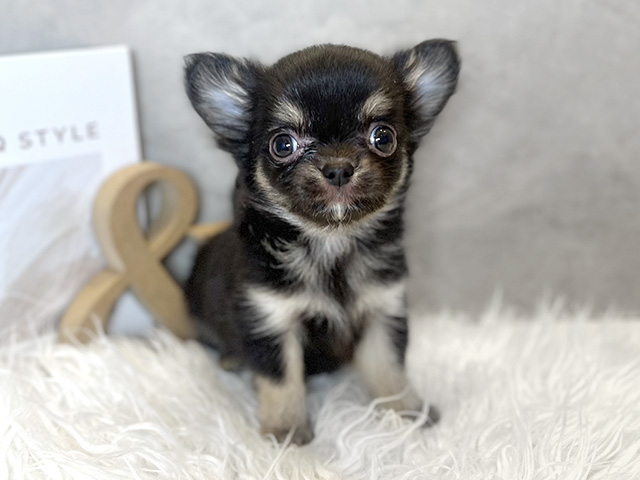 東京都のチワワ(ロング) (ペッツファースト青山店/2025年9月6日生まれ/女の子/ブラックタン)の子犬の1枚目の画像