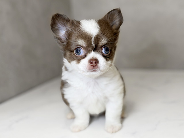 東京都のチワワ(ロング) (ペッツファーストららぽーと立川立飛店/2025年9月6日生まれ/男の子/チョコレートタンホワイト)の子犬