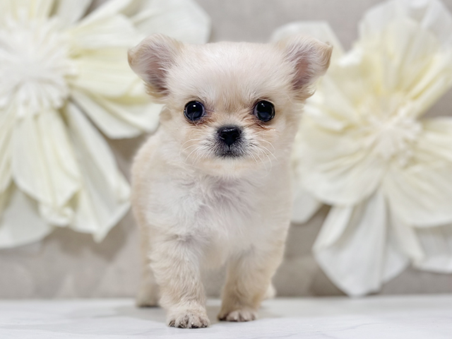 東京都のチワペキ/ペキチー/ペキチワ(チワワ×ペキニーズ) (ペッツファースト原宿店/2025年9月5日生まれ/男の子/クリーム)の子犬の1枚目の画像