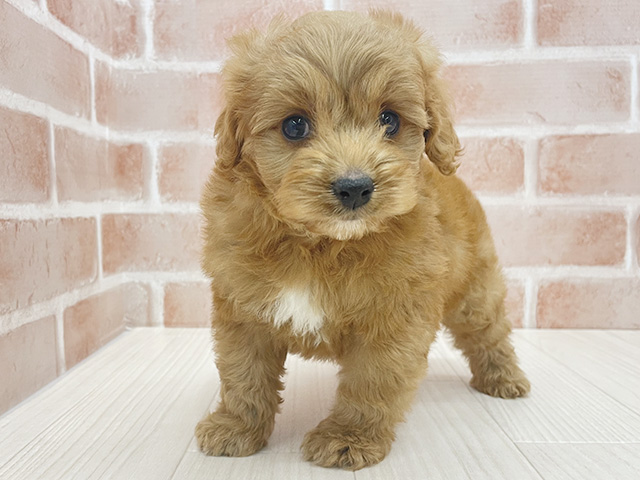 東京都のコッカプー(アメリカンコッカースパニエル×プードル) (ペッツファースト八王子多摩美大前店/2025年9月8日生まれ/男の子/レッド)の子犬の1枚目の画像