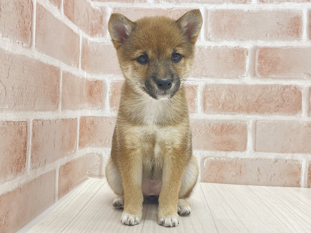 東京都の豆柴 (ペッツファースト八王子多摩美大前店/2025年8月31日生まれ/女の子/赤)の子犬の1枚目の画像