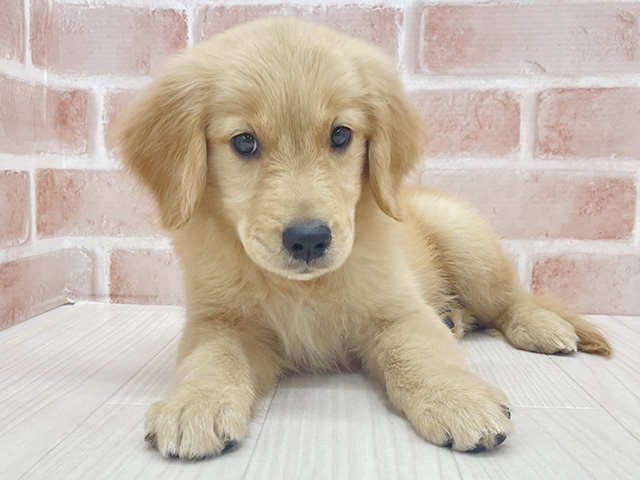 ゴールデンレトリーバー, 性別 女の子, 誕生日 2025/08/20, 毛色 ゴールデン, 出身 愛知県, 店舗 八王子多摩美大前店(東京都), お問い合わせ番号 102553280