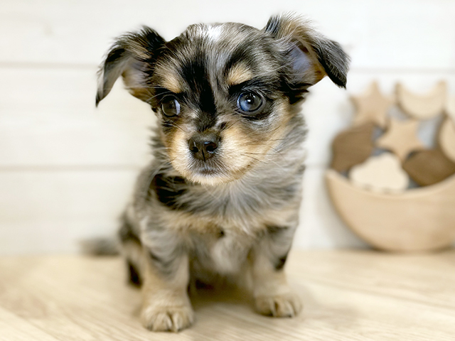 千葉県のチワックス(チワワ×ダックス) (ペッツファーストららぽーとTOKYO-BAY店/2025年9月8日生まれ/男の子/シルバーダップル)の子犬の1枚目の画像